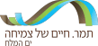 מועצה אזורית תמר